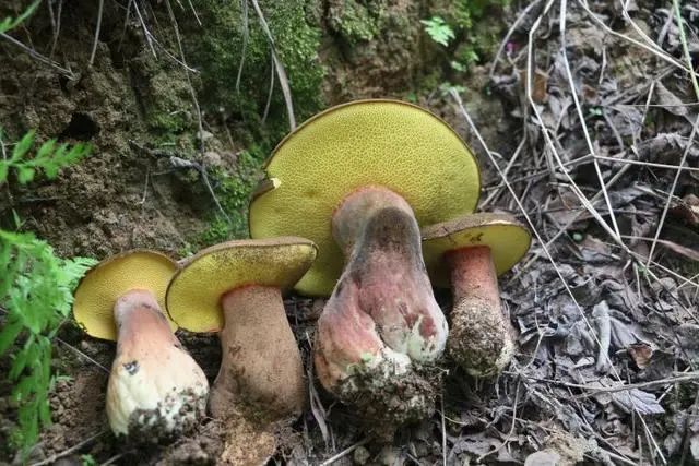 圖片關鍵詞 圖片